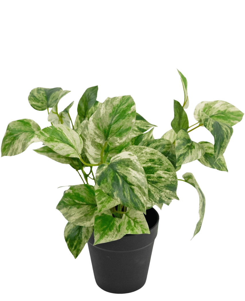 La Plante Artificielle Vigne Dorée en Pot 25 cm a des feuilles panachées de vert et de blanc dans un simple pot noir, sur un fond blanc uni.