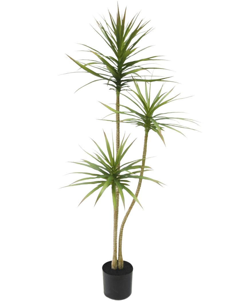 La Plante Artificielle Dracaena Fragnans 150 cm est une grande plante artificielle en pot avec trois tiges fines avec des feuilles vertes vaporeuses sur un fond blanc uni.