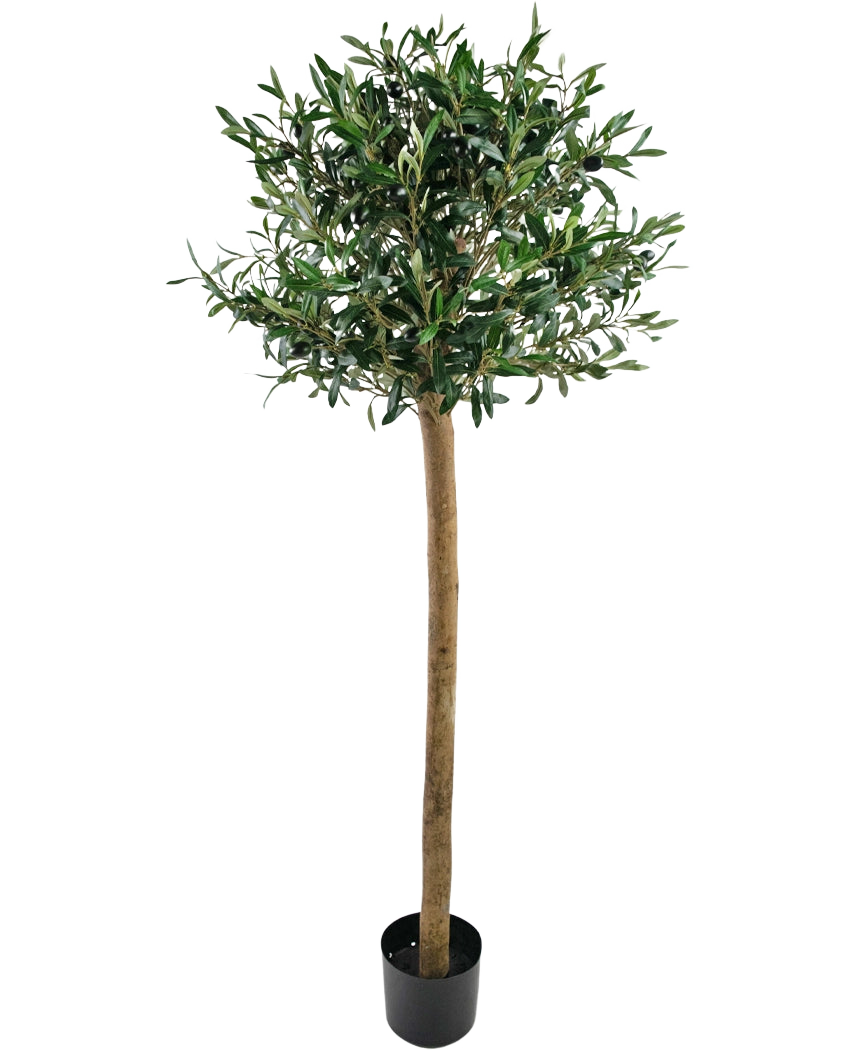 L'olivier artificiel UV 150 cm de Easyplants a un tronc élancé, des feuilles bien vertes et se dresse dans un pot noir sur un fond blanc. Cette plante artificielle résistante aux UV est parfaite pour n’importe quel espace.