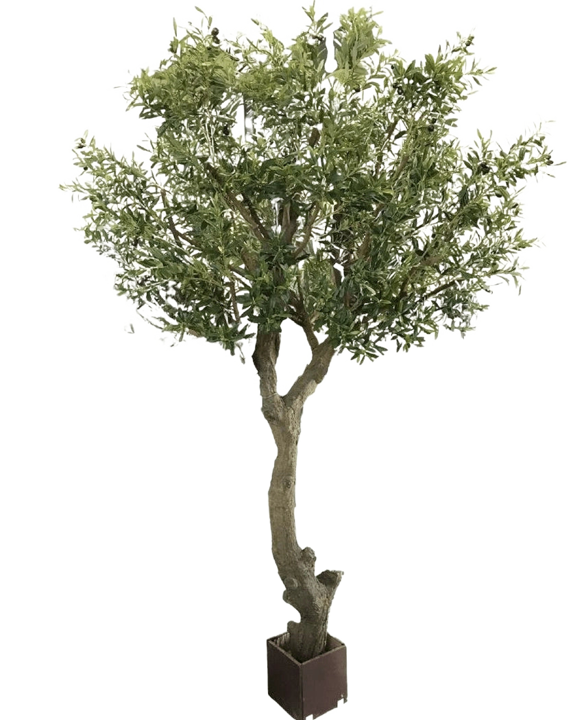 L'olivier artificiel sans olives 270 cm a un tronc épais et rotatif et des feuilles vertes luxuriantes dans un pot. Facile à entretenir et parfait pour n’importe quel intérieur, représenté sur un fond blanc uni.