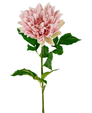 Le Kunst Georgine Real Touch rose clair 70 cm est un simple dahlia rose clair avec des pétales superposés et des feuilles vertes sur une longue tige, sur un fond blanc uni.