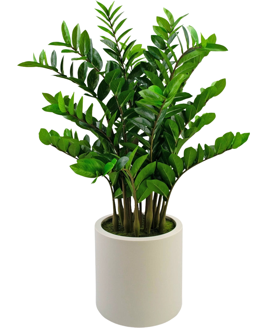 La plante artificielle Zamioculcas prête à l'emploi, de 120 cm de haut avec des feuilles vertes brillantes, se tient debout dans un simple pot beige sur un fond blanc uni.