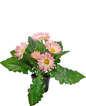 La Plante Artificielle Gerbera UV 28 cm rose a un petit pot noir avec des fleurs de gerbera artificielles roses vibrantes et des feuilles vertes luxuriantes, sur un fond blanc uni.