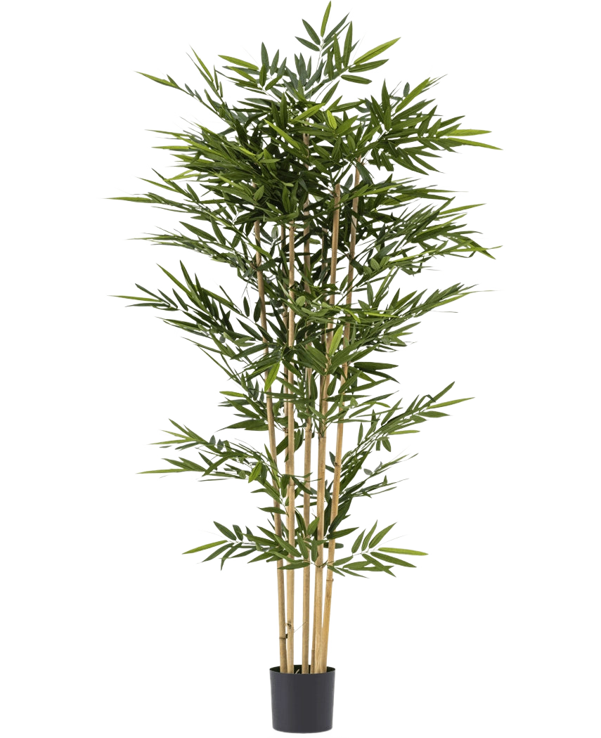 La Plante Artificielle Bambou 210 cm est un grand bambou artificiel avec de fines feuilles vertes et plusieurs tiges jaunes, dans un petit pot noir sur fond blanc.