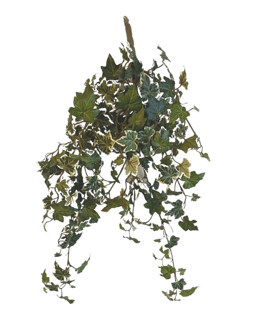 Le Lierre Artificiel Deluxe Vert-blanc 60 cm est une plante de lierre artificiel suspendu avec des feuilles panachées vertes et blanches en cascade, sur un fond blanc uni.