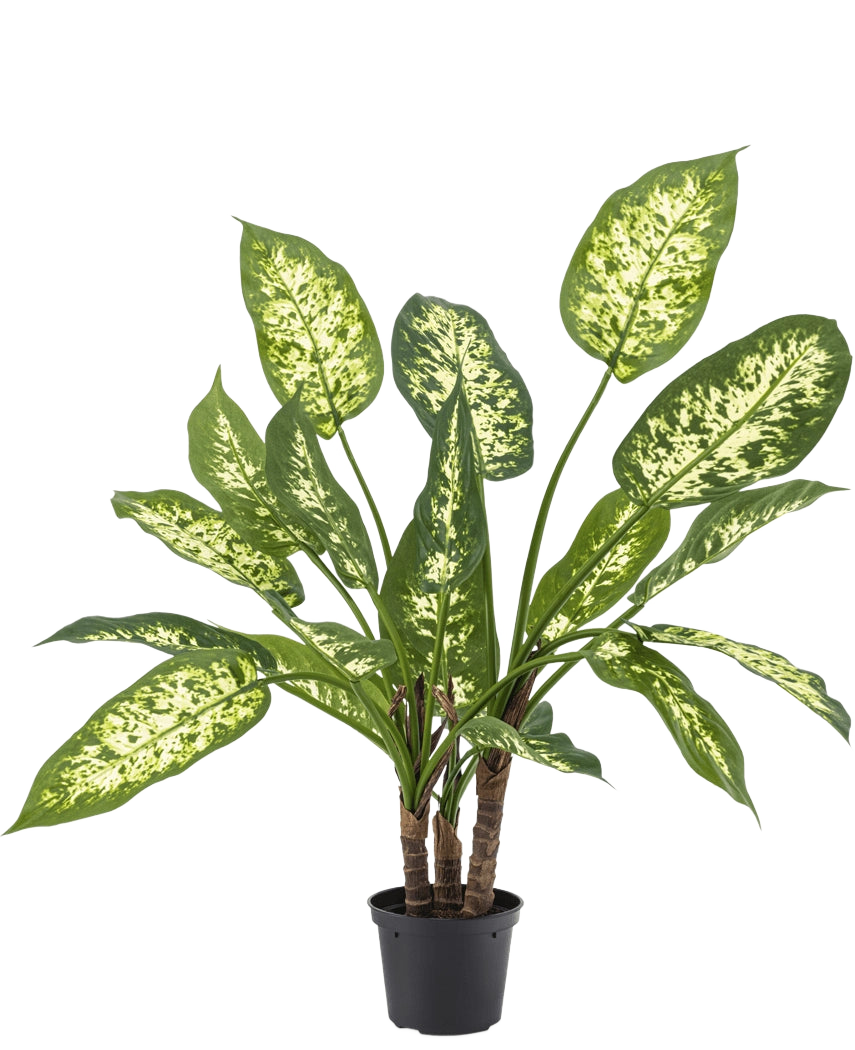 La plante artificielle Dieffenbachia de 40 cm, avec ses feuilles vertes luxuriantes et ses taches jaune-blanc clair, se dresse élégamment dans des pots décoratifs élégants sur un fond blanc uni.