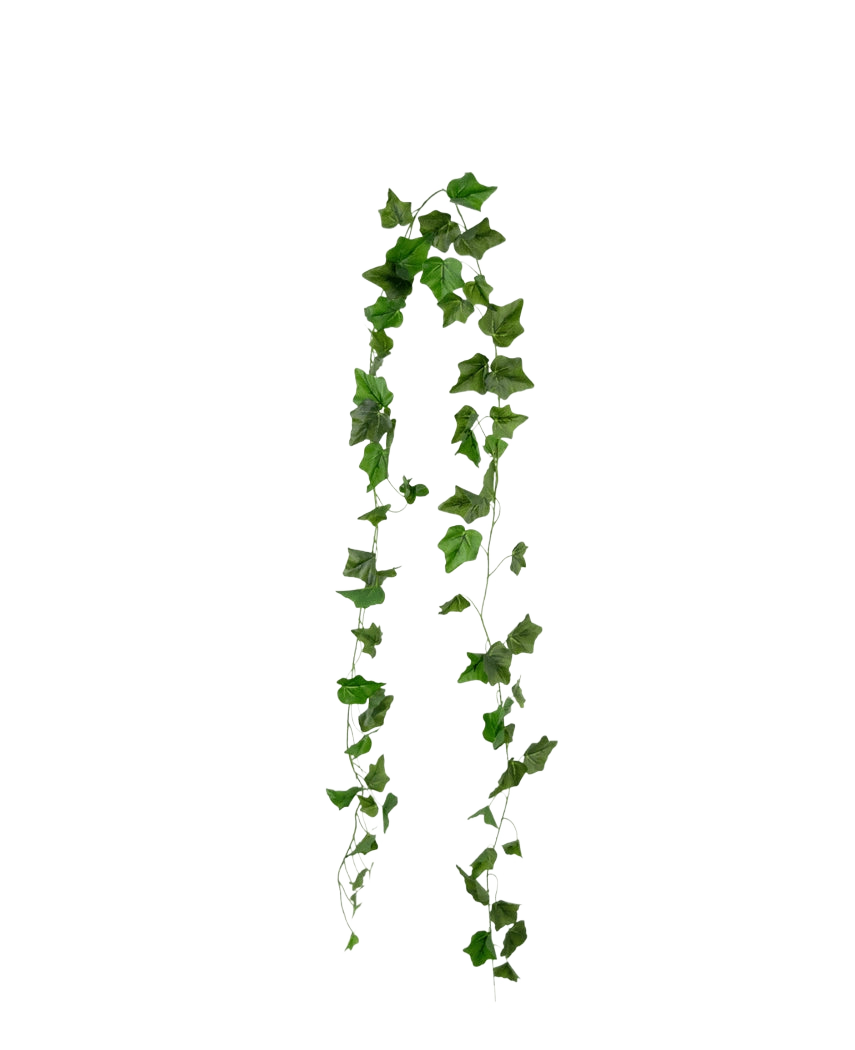 La guirlande de lierre artificiel 180 cm vert est composée de feuilles de lierre vertes pointues qui pendent en deux brins sur un fond blanc uni.