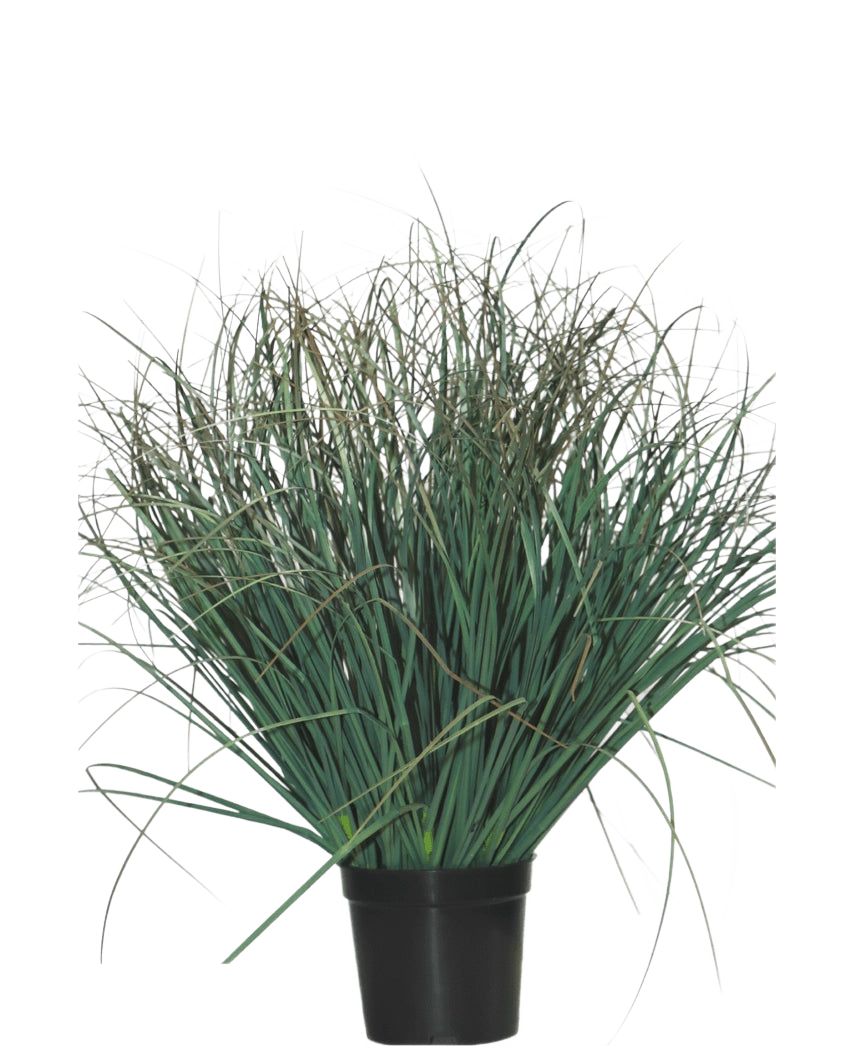 Le gazon artificiel Lawn Green 50 cm ignifuge est une plante verte en pot avec des feuilles longues et fines et quelques pointes brunes sèches, qui donne un aspect naturel à n'importe quelle pièce sur un fond blanc uni.