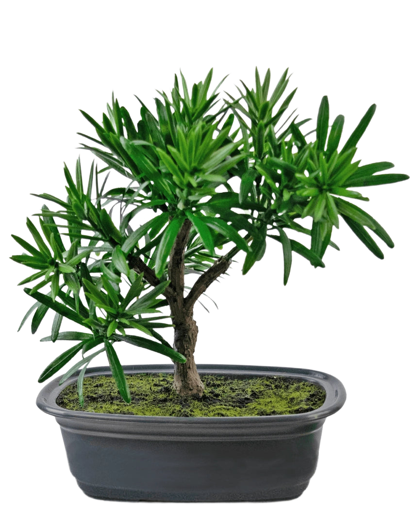 La plante artificielle Bonsai Podocarpus 20 cm a des feuilles vertes denses et un tronc élancé dans un pot noir ovale peu profond avec de la terre de mousse, sur un fond blanc.