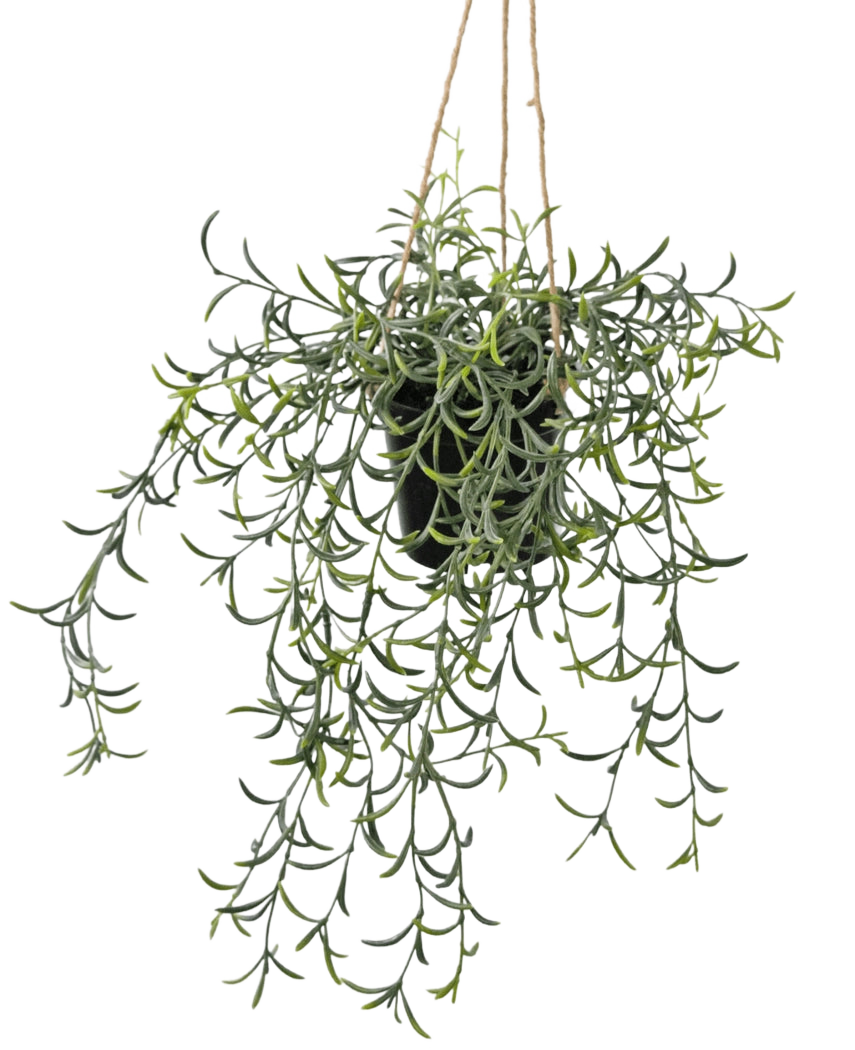 La plante artificielle suspendue Senecio avec pot de 35 cm a de longues tiges vertes pendantes avec des feuilles succulentes en forme de bananier dans un pot noir, suspendues à une corde marron sur un fond blanc.