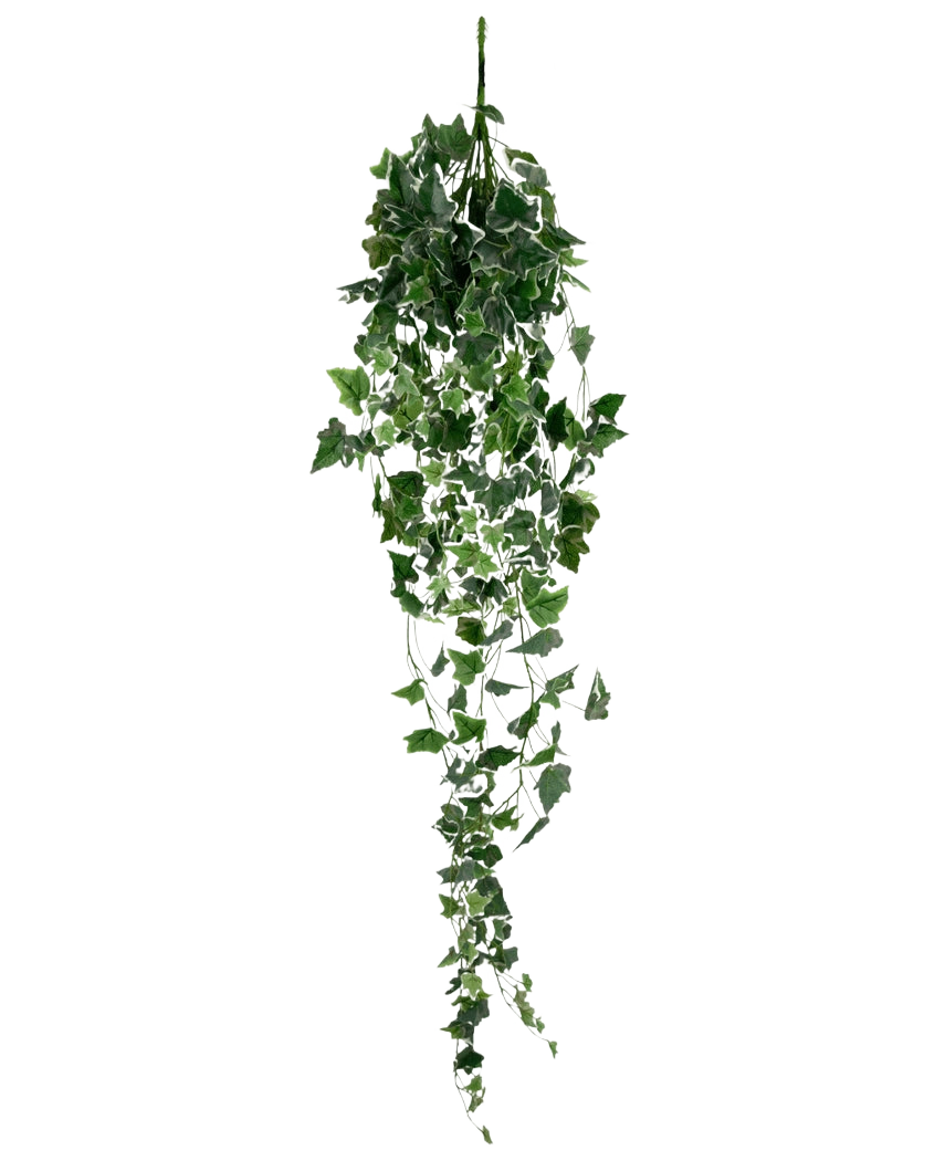Le Lierre Artificiel 130 cm vert/blanc est une plante de lierre artificiel suspendu avec de longues feuilles vertes traînantes et des bords blancs, représenté sur un fond blanc uni.