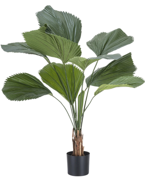 La plante artificielle Lucuala Grandis 120 cm possède de grandes feuilles vertes en forme d'éventail et plusieurs tiges dans un simple pot noir, sur un fond blanc uni.