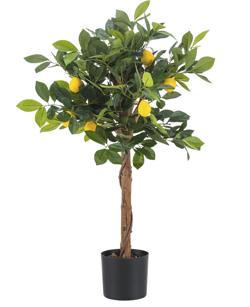 Le Citronnier Artificiel 75 cm est un petit citronnier artificiel avec un tronc marron, des feuilles vertes et plusieurs faux citrons jaunes sur un fond blanc uni.