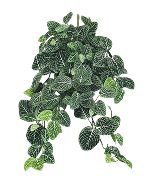 La plante artificielle suspendue Fittonia Vert-blanc 70 cm possède des feuilles luxuriantes et pendantes vert foncé avec des veines blanches frappantes, qui pendent élégamment à plusieurs tiges.