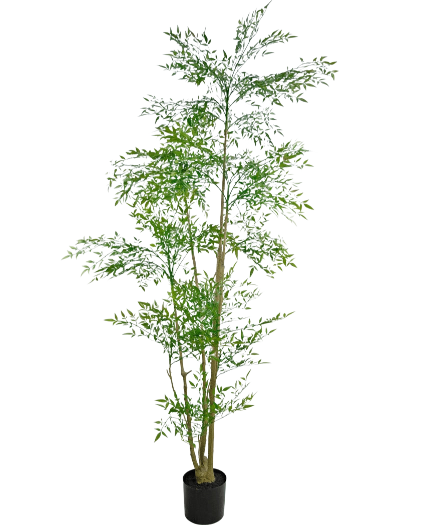 Le Ruscus artificiel 210 cm est une grande plante artificielle avec de fines feuilles vertes et plusieurs fines tiges brunes dans un petit pot noir, sur un fond blanc uni.