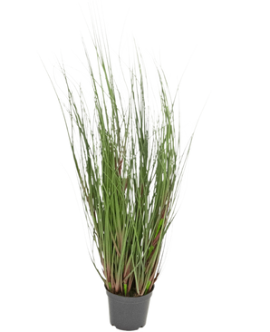 Le Gazon Artificiel Oignon 60 cm ignifuge est une graminée ornementale en pot avec de longs et fins brins verts et quelques tiges rougeâtres, sur un fond uni blanc.