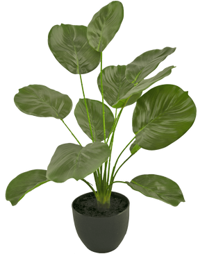Le Calathea artificiel vert de 58 cm a de grandes feuilles vertes brillantes en forme de cœur sur de longues tiges et est présenté dans un simple pot rond noir sur fond blanc.