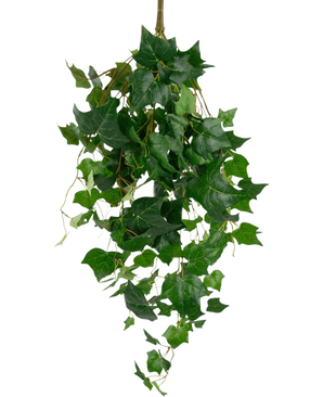 Les feuilles géantes de lierre artificiel de 100 cm ont des feuilles de lierre vert luxuriant avec des bords pointus et des vrilles sinueuses, magnifiquement présentées sur un fond blanc uni.