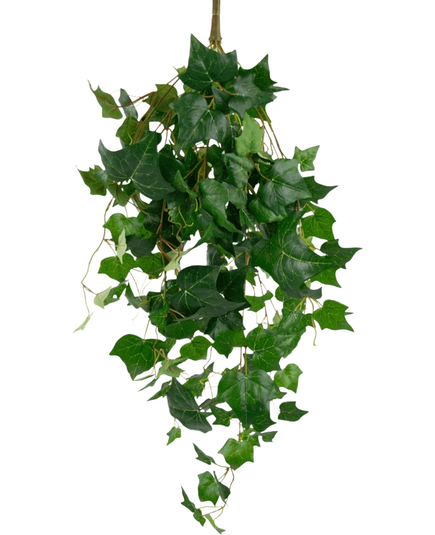Les feuilles géantes de lierre artificiel de 100 cm ont des feuilles de lierre vert luxuriant avec des bords pointus et des vrilles sinueuses, magnifiquement présentées sur un fond blanc uni.