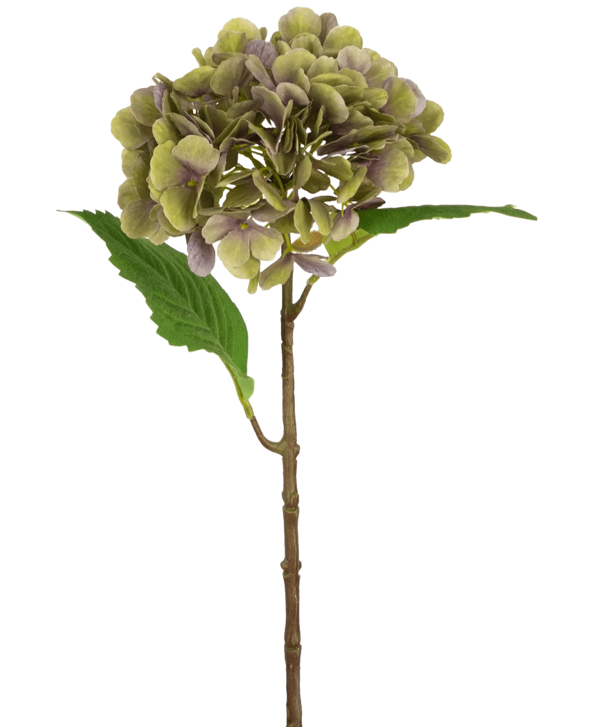 L'Hortensia Artificiel Deluxe 55 cm vert/violet possède une seule tige d'hortensia artificielle avec des pétales verts et violets et deux feuilles vertes sur un fond blanc uni.