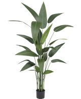 La plante artificielle Heliconia 160 cm a des feuilles vertes hautes et minces sur plusieurs tiges dans un petit pot noir, ce qui la rend idéale pour apporter la beauté luxuriante des grandes plantes artificielles dans n'importe quelle pièce.