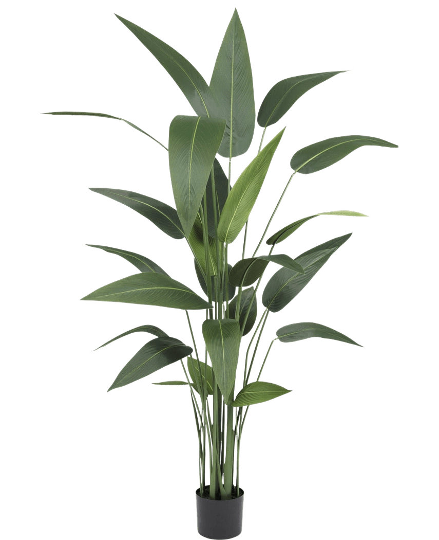 La plante artificielle Heliconia 160 cm a des feuilles vertes hautes et minces sur plusieurs tiges dans un petit pot noir, ce qui la rend idéale pour apporter la beauté luxuriante des grandes plantes artificielles dans n'importe quelle pièce.