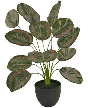 Le Calathea artificiel 58 cm vert/rouge est une plante d'intérieur en pot avec de grandes feuilles ovales aux bords verts et aux motifs rouge-rose, qui poussent debout sur de fines tiges dans un simple pot noir.