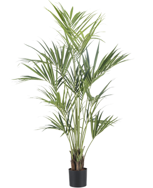 La Plante Artificielle Kentia Palm 190 cm ignifuge possède de longues feuilles vertes fines et plusieurs tiges fines dans un simple pot noir, sur un fond uni blanc.