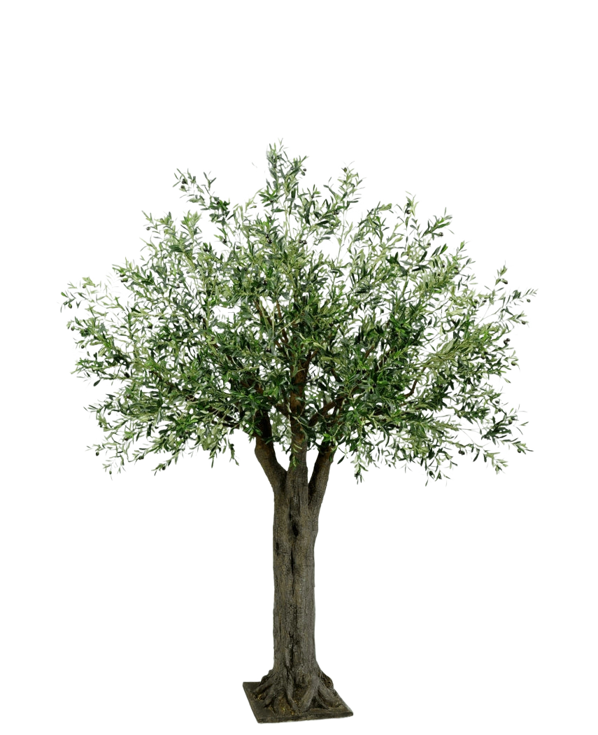 L'olivier géant artificiel avec olives de 250 cm a un tronc épais et texturé et des feuilles vertes denses et fines et apporte le luxe méditerranéen sans entretien sur un fond blanc simple.