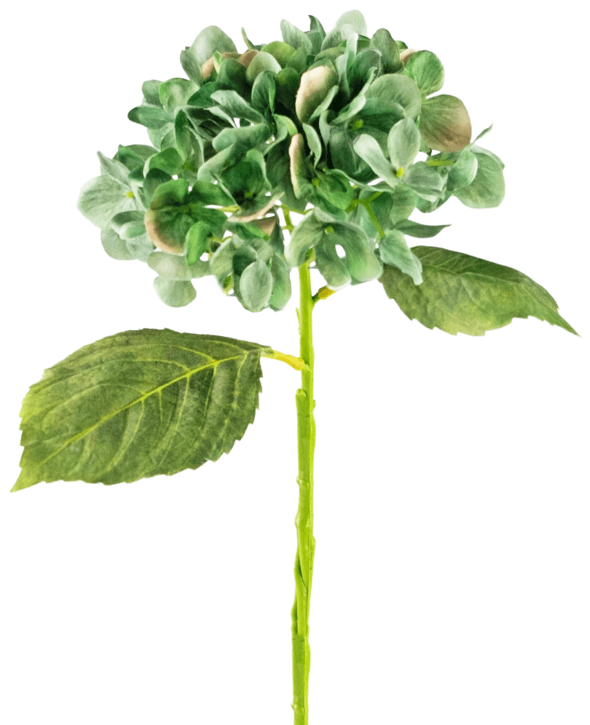 L'hortensia artificiel Deluxe 33 cm vert foncé a un seul hortensia vert à longue tige avec deux grandes feuilles et une grappe de pétales rondes, sur un fond blanc uni.