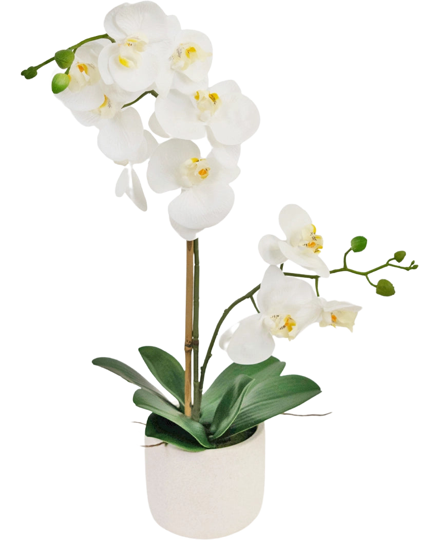 L'Orchidée artificielle Real Touch 60 cm blanche présente de délicates fleurs blanches, des bourgeons verts et de larges feuilles vertes, soutenues par un fin tuteur dans un petit pot blanc.