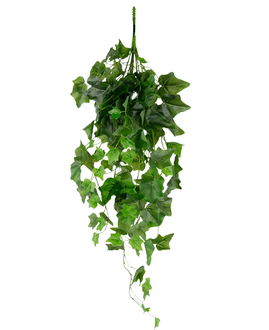 Le Lierre Artificiel 70 cm vert est un lierre artificiel suspendu avec des feuilles vertes pendantes et de multiples vrilles sur un fond blanc uni.