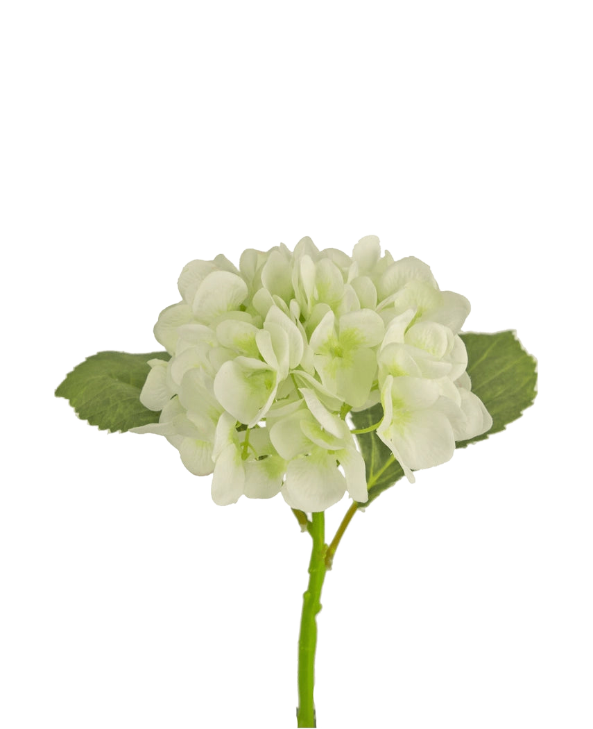 L'hortensia artificiel 34 cm blanc a des pétales blancs doux et ronds et deux grandes feuilles vertes sur une longue tige. Idéale comme fleur décorative pour tout intérieur moderne, sur fond blanc.