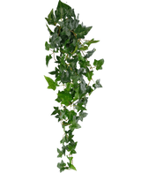 La plante artificielle suspendue Lierre Boston 100 cm vert a des feuilles pointues vertes luxuriantes sur de longues et fines tiges, créant un effet de lierre traînant réaliste sur un fond blanc uni.