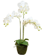 L'orchidée artificielle 58 cm blanche a trois tiges en surplomb avec des fleurs blanches, des feuilles vertes et quelques bourgeons non ouverts dans un pot recouvert de mousse sur un fond uni.