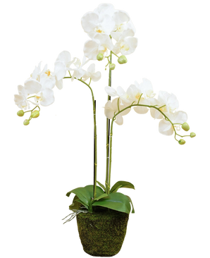 L'orchidée artificielle 58 cm blanche a trois tiges en surplomb avec des fleurs blanches, des feuilles vertes et quelques bourgeons non ouverts dans un pot recouvert de mousse sur un fond uni.