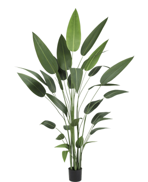La plante artificielle Heliconia 210 cm a de longues tiges vertes fines et de grandes feuilles pointues dans un pot noir - idéale pour apporter la beauté des grandes plantes dans n'importe quelle pièce.