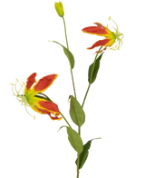 La fleur artificielle Gloriosa 81 cm rouge/jaune a deux fleurs de lys gloriosa rouges et jaunes ouvertes, un bourgeon fermé et un certain nombre de longues feuilles vertes, le tout sur un fond blanc uni.