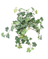 Le Lierre Artificiel Deluxe Vert 40 cm présente une grappe de feuilles de lierre vert vif avec des vignes torsadées sur un fond blanc uni.