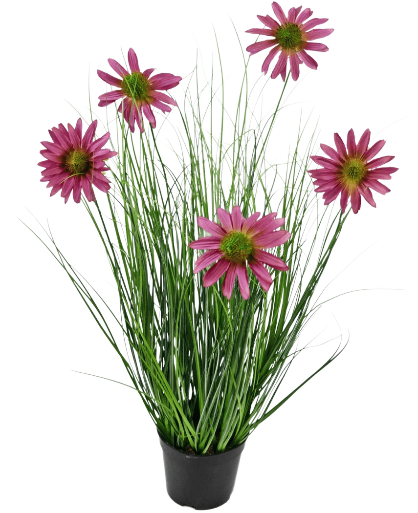 Le gazon artificiel chrysanthème 60 cm ignifuge a de longues et fines feuilles vertes ressemblant à de l'herbe et six fleurs de chrysanthème roses avec un cœur jaune dans un pot noir, sur un fond blanc uni.
