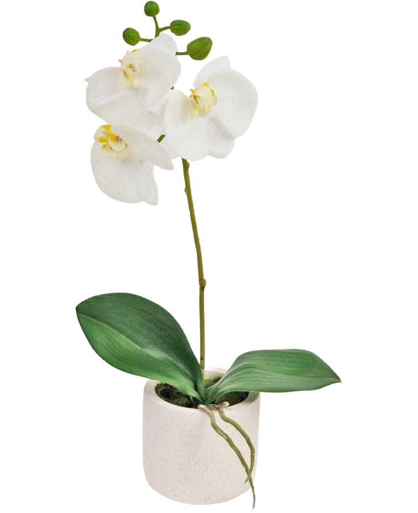L'orchidée artificielle Real Touch 30 cm blanche présente des fleurs d'orchidées blanches réalistes et des feuilles vertes dans un petit pot blanc, parfait pour ajouter de l'élégance à n'importe quelle pièce.