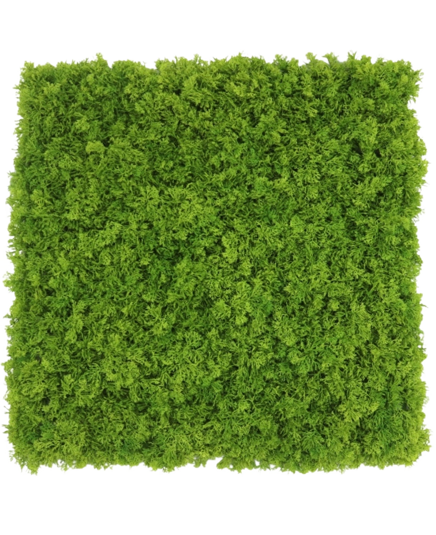 Un panneau carré résistant à la marque Artificial Hedge Mountain Moss mesurant 50 x 50 cm avec une mousse verte dense et vibrante, vue de dessus sur un fond blanc.