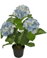 L'Hortensia Artificiel Bleu UV 35 cm possède trois grandes grappes de fleurs bleu clair et blanches avec des feuilles vertes luxuriantes, disposées dans un pot sur un fond blanc uni.