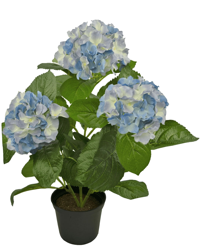 L'Hortensia Artificiel Bleu UV 35 cm possède trois grandes grappes de fleurs bleu clair et blanches avec des feuilles vertes luxuriantes, disposées dans un pot sur un fond blanc uni.