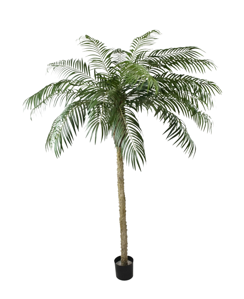 Le Palmier Artificiel Phoenix De Luxe 250 cm possède un tronc structuré et de longues feuilles vertes courbées dans un petit pot noir, sur un fond uni blanc.